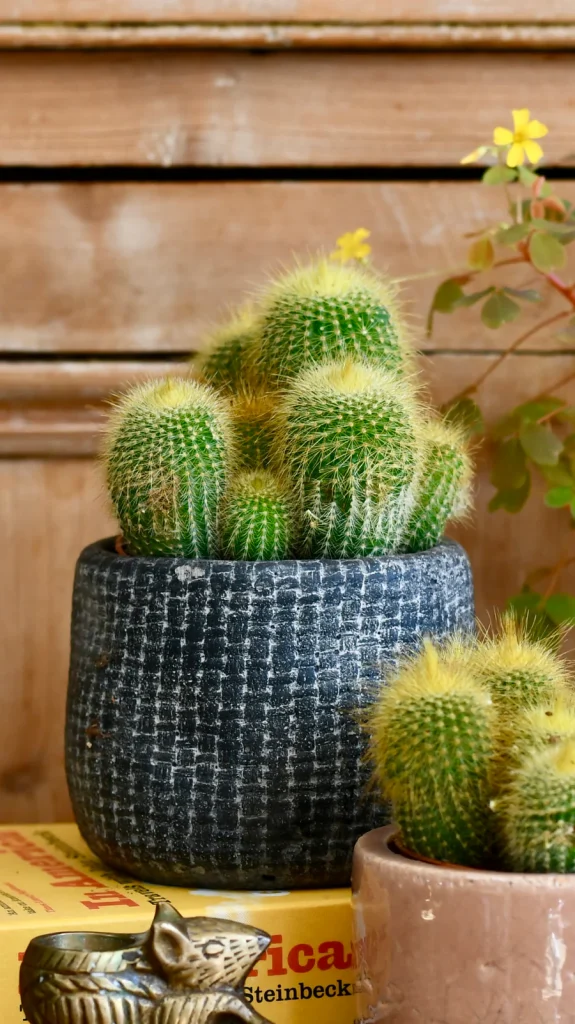 Cactus Easy-Care Cactus Perfect Home Indoor Plants