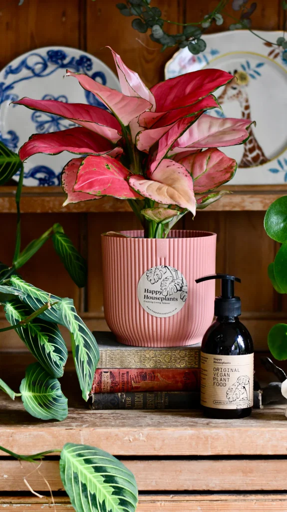 Indoor Plants Brighten Your Space